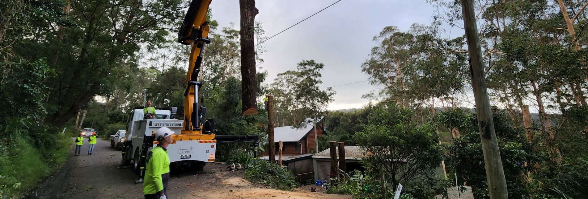 Tree Removal & Lopping
