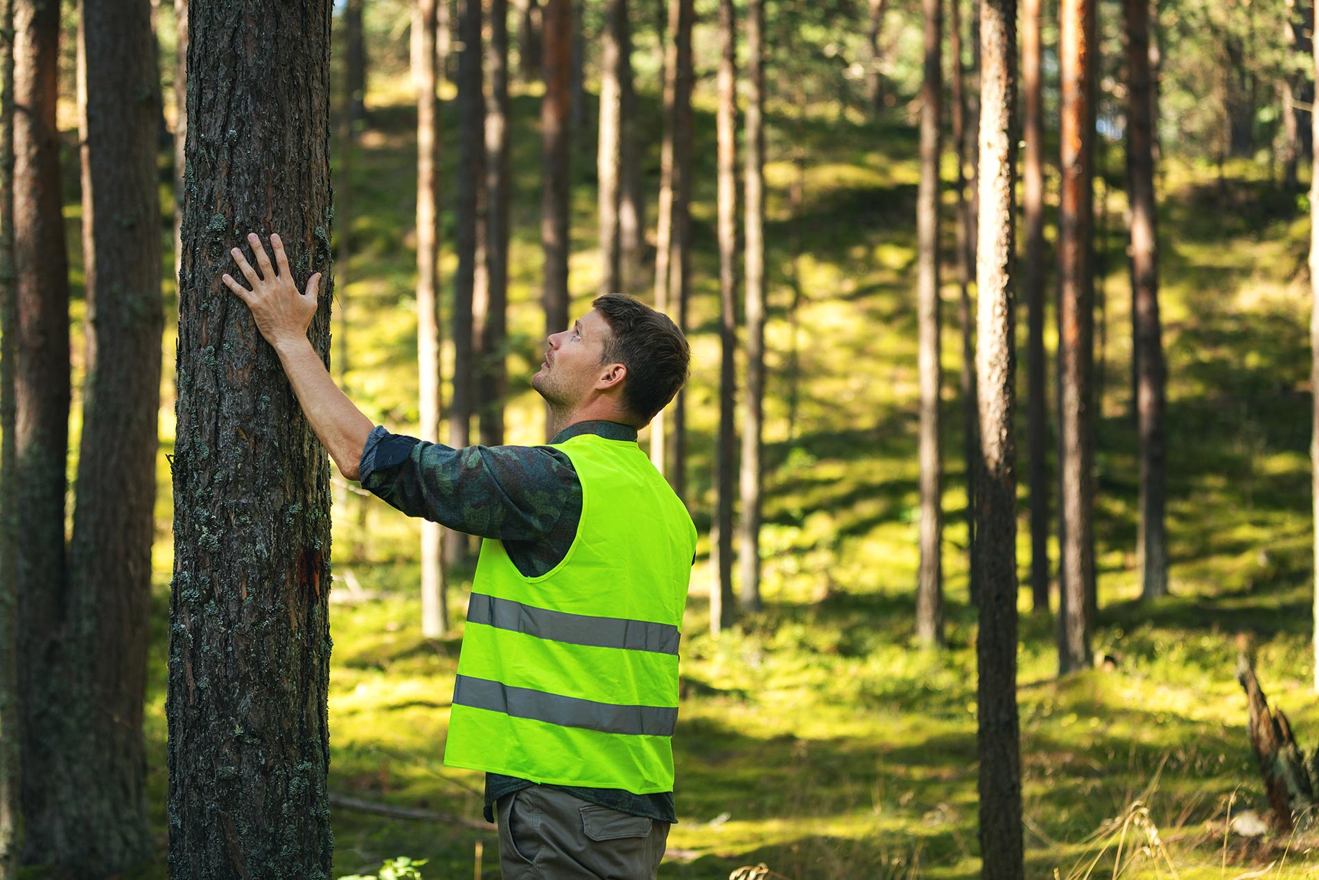 Arborist conducting assessment