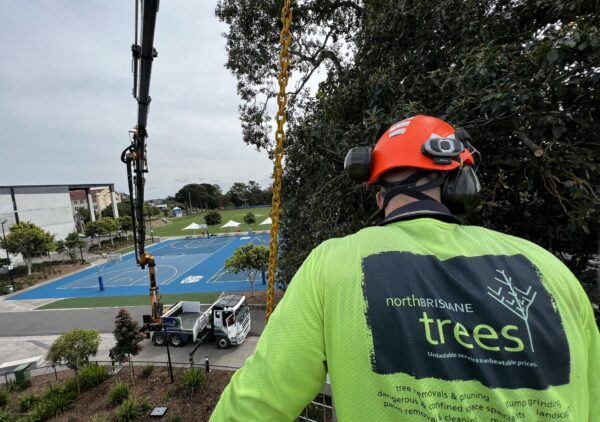 North Brisbane Trees arborist at work