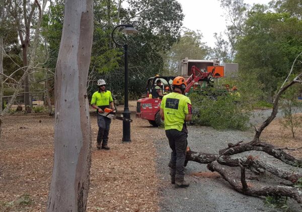 Professional arborist at work