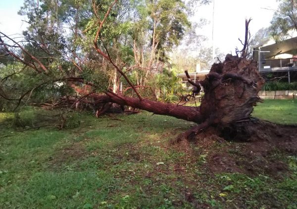 Tree service project
