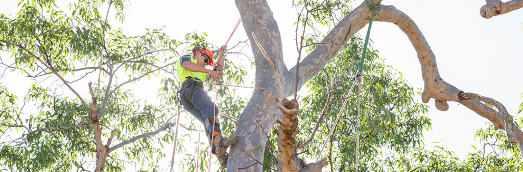 Tree Trimming & Pruning